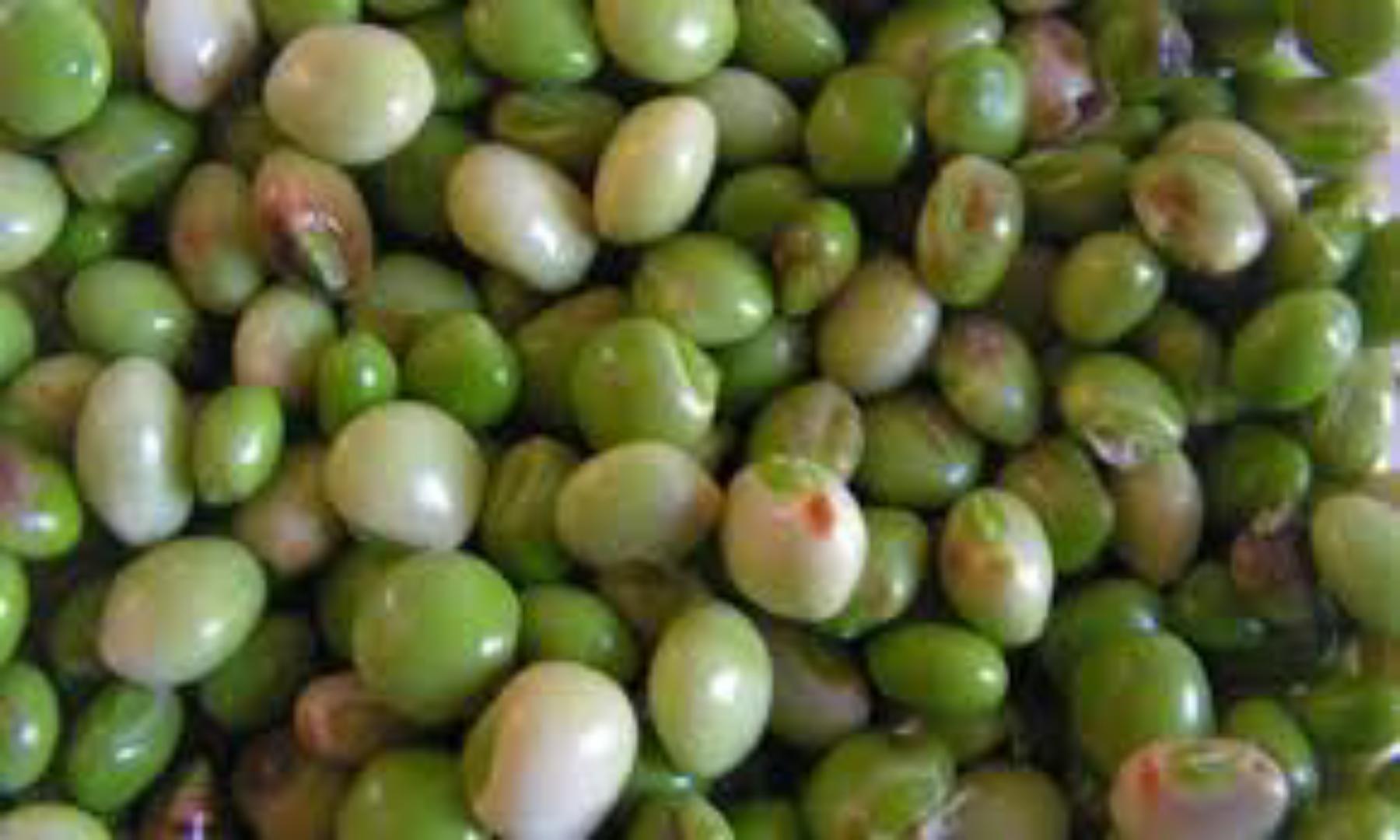 Mixed Fresh Pigeon Peas,Cow Peas and some Beans + additional 1-5 bottle guard as a tip🤍 from kamba land kitui mwingi 💯%Natural NO ADDED FERTILIZERS
