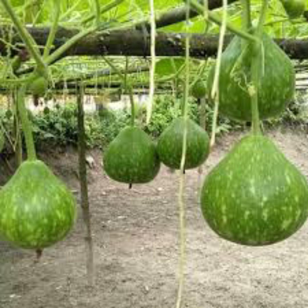 BOTTLE GUARD/MONGÛ . from kamba land 💯%Natural No Added FERTILIZERS We value your health more than you do 💯🤍
