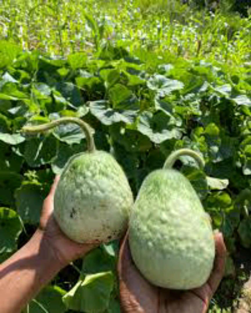 BOTTLE GUARD/MONGÛ . from kamba land 💯%Natural No Added FERTILIZERS We value your health more than you do 💯🤍