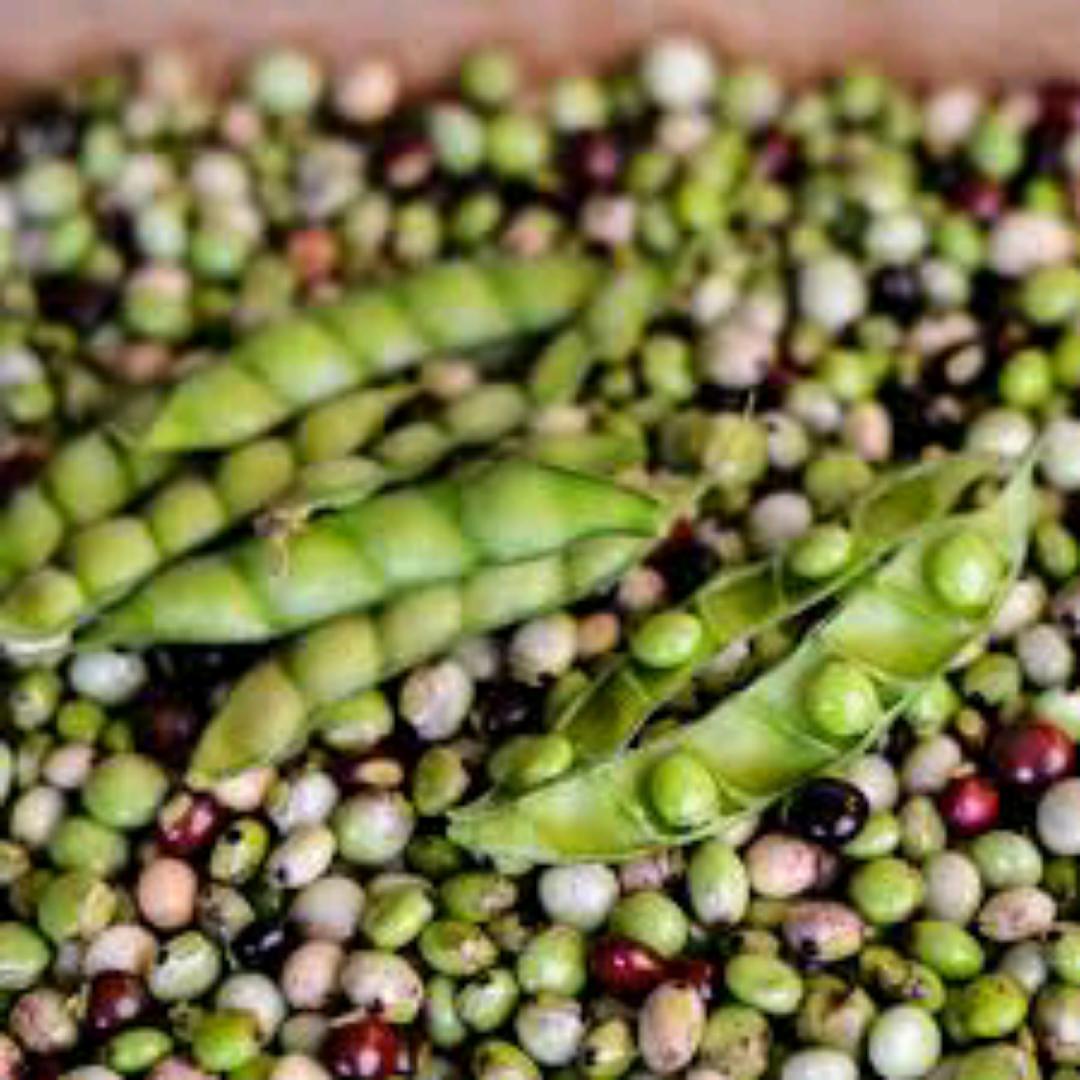 Mixed Fresh Pigeon Peas,Cow Peas and some Beans + additional 1-5 bottle guard as a tip🤍 from kamba land kitui mwingi 💯%Natural NO ADDED FERTILIZERS