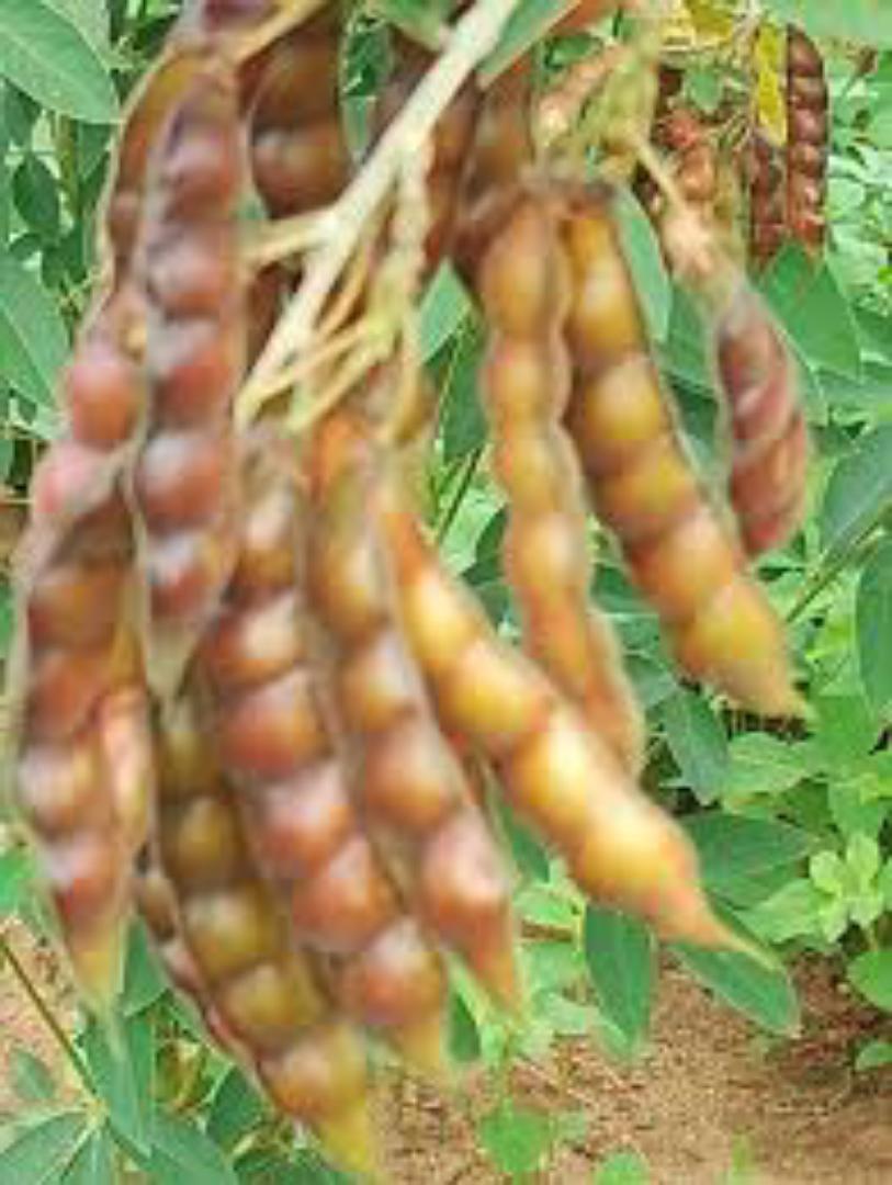 Mixed Fresh Pigeon Peas,Cow Peas and some Beans + additional 1-5 bottle guard as a tip🤍 from kamba land kitui mwingi 💯%Natural NO ADDED FERTILIZERS