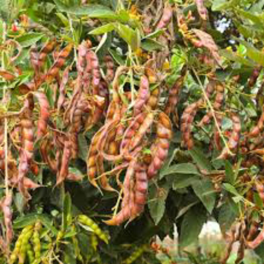 Mixed Fresh Pigeon Peas,Cow Peas and some Beans + additional 1-5 bottle guard as a tip🤍 from kamba land kitui mwingi 💯%Natural NO ADDED FERTILIZERS