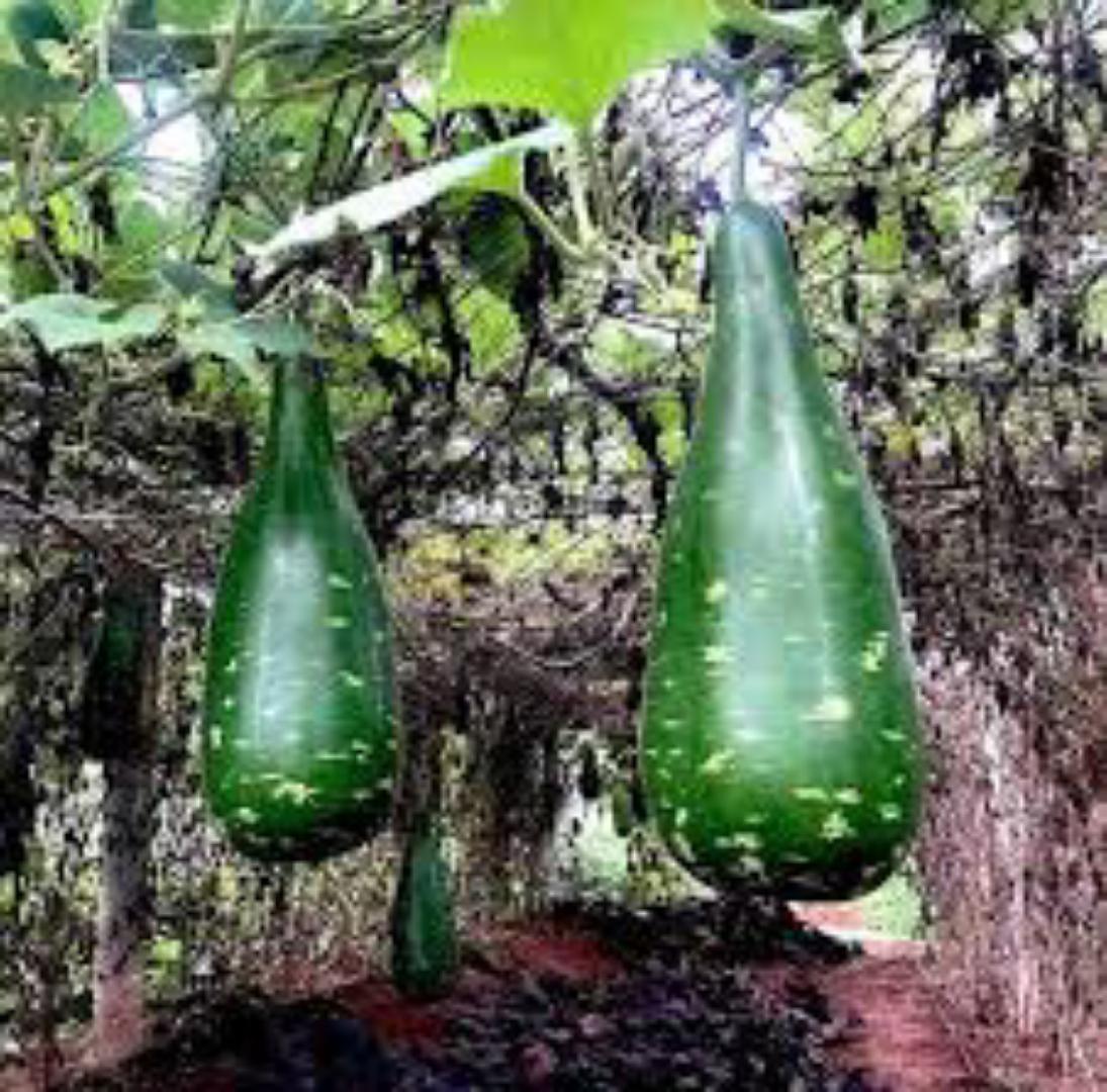 BOTTLE GUARD/MONGÛ . from kamba land 💯%Natural No Added FERTILIZERS We value your health more than you do 💯🤍