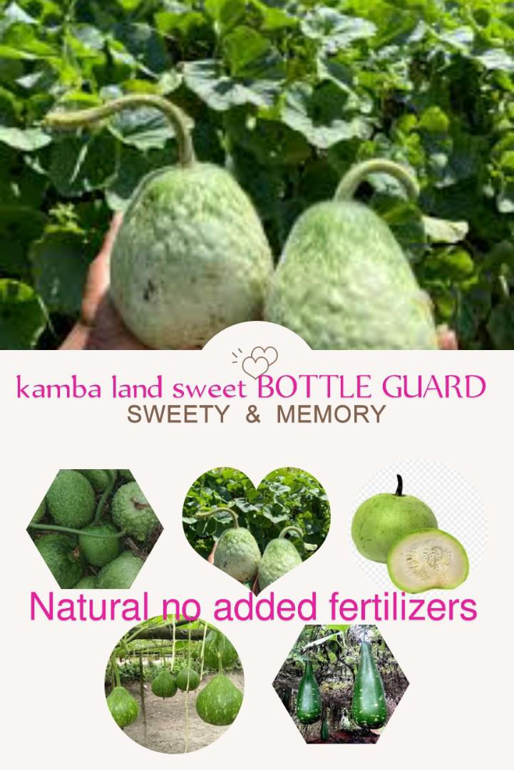 BOTTLE GUARD/MONGÛ . from kamba land 💯%Natural No Added FERTILIZERS We value your health more than you do 💯🤍