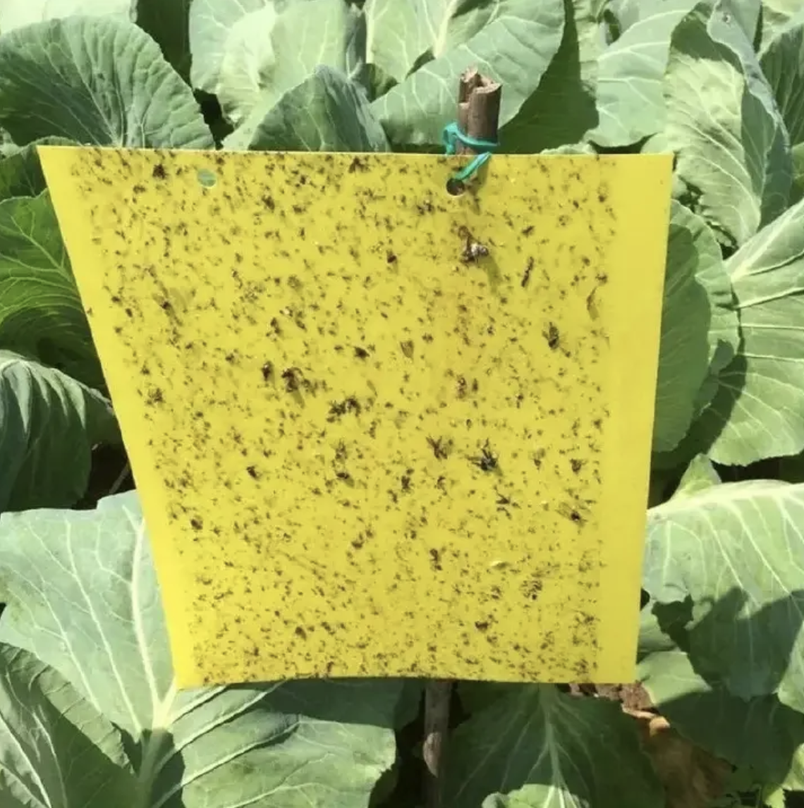 20pcs Strong Fruit Fly Traps Bugs Yellow Sticky Board Pest Control Insect Killer Two-sided Glue Paper Trap For Kill Pests Yellow 10cm*15cm(20pcs)