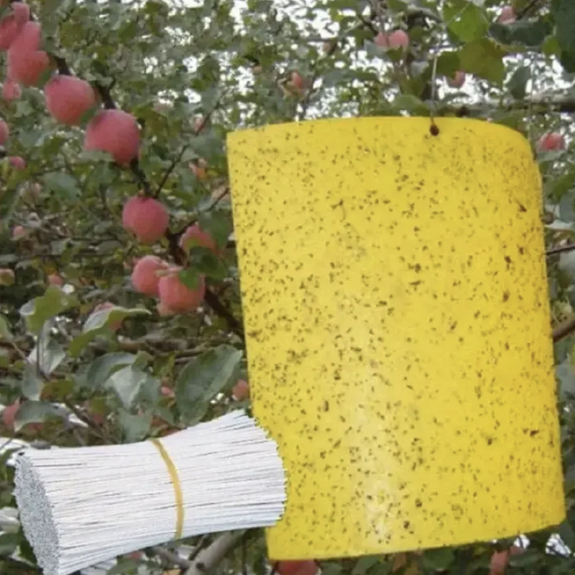 20pcs Strong Fruit Fly Traps Bugs Yellow Sticky Board Pest Control Insect Killer Two-sided Glue Paper Trap For Kill Pests Yellow 10cm*15cm(20pcs)