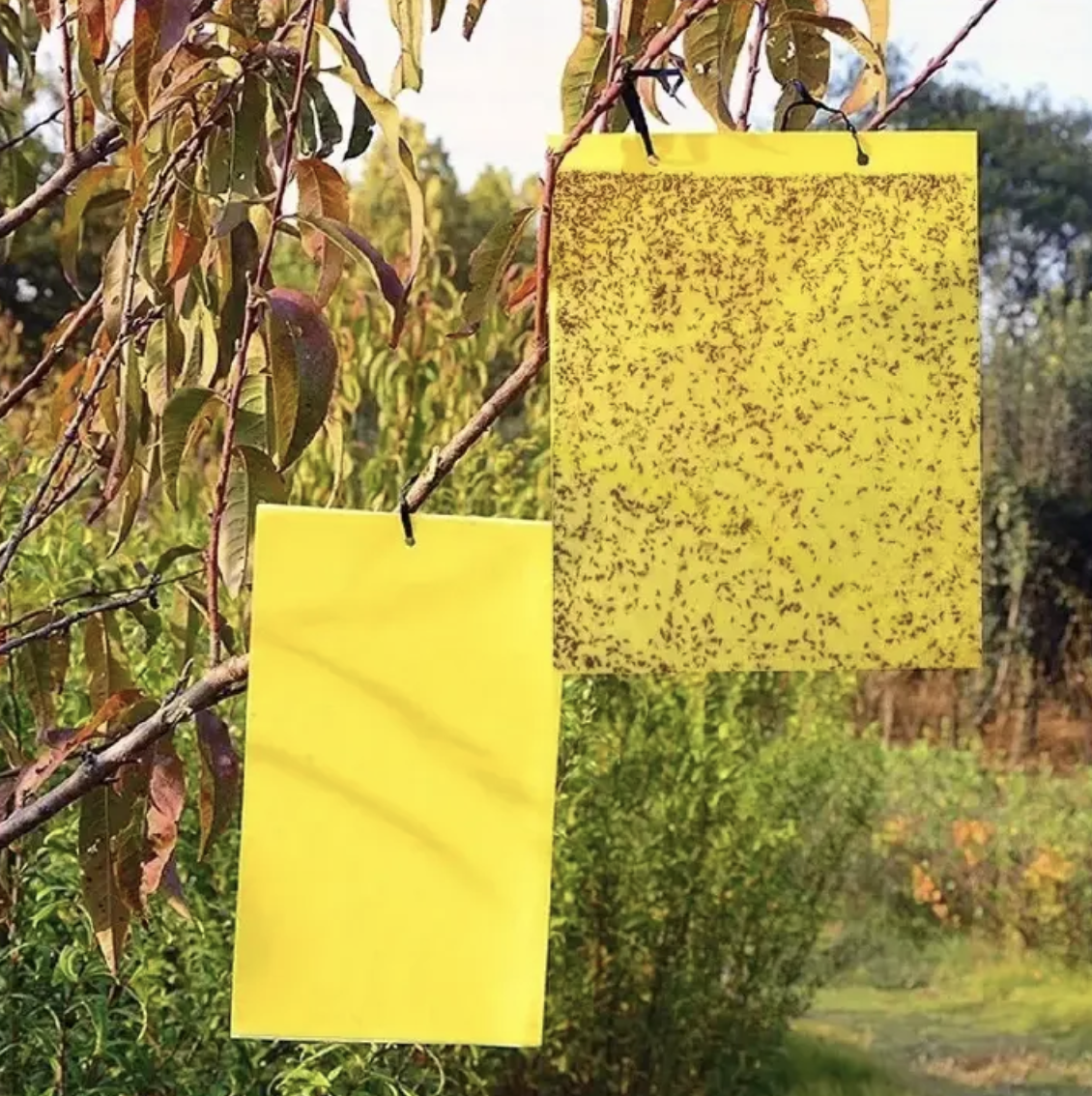 20pcs Strong Fruit Fly Traps Bugs Yellow Sticky Board Pest Control Insect Killer Two-sided Glue Paper Trap For Kill Pests Yellow 10cm*15cm(20pcs)