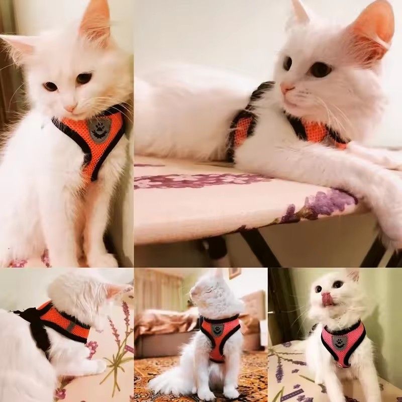 1PC Summer small dog pet chest and back breathable dog chest and back suit cat outdoor traction rope child collar