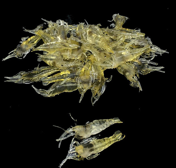 10PCS  Silicone Baits 10cm 3.5g Soft Fishing Lure Alike Shrimp Bait No hook Sea Fishing