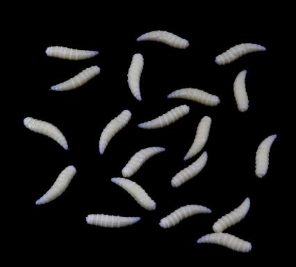 20pcs Fishy Smell Soft Lures Simulation Earthworm Luminous Worms Artificial Fishing Lure