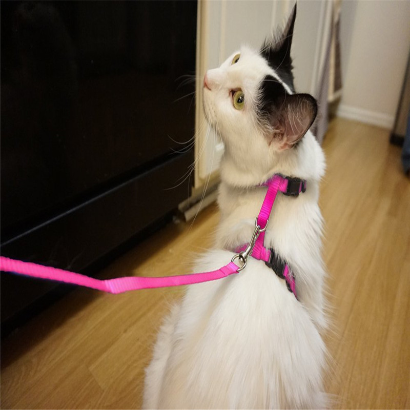 Adjustable Pet Leash Puppy Kitten I-shaped Traction Rope Belt for Safety Walking