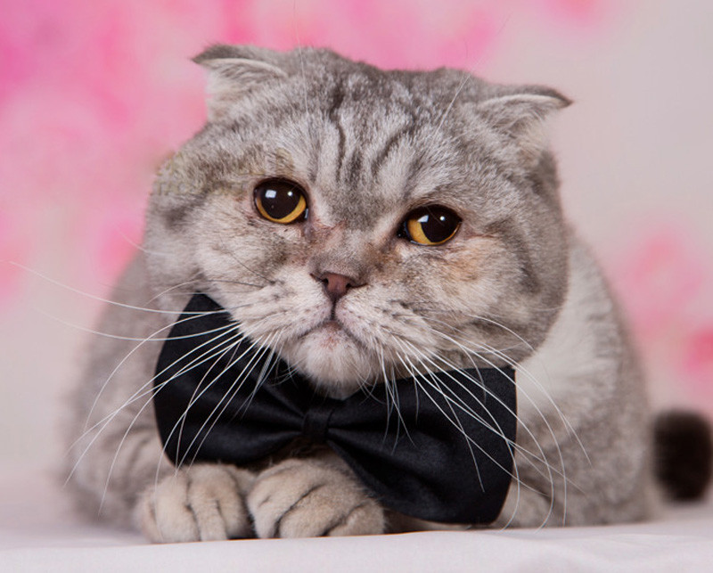 Gentleman Pet Bow Ties Cat/ Dog Tie Adjustable Cat Collar Tie Accessories