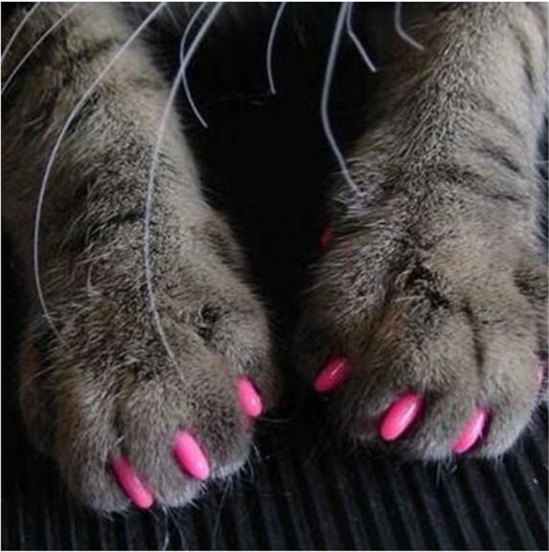 20 Pcs / Set Colorful Pet Nail Sets Catlike Sets Dog Cat Armor Products