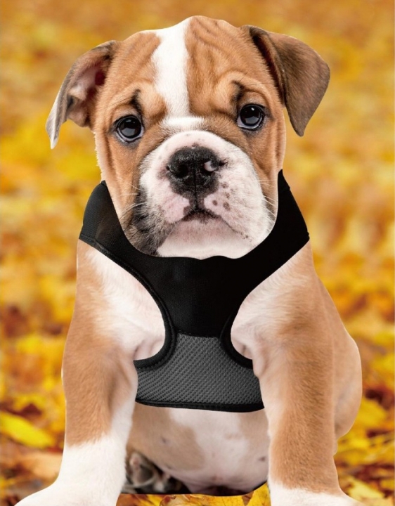 Lucky Pet Cat Controller Custom Short Sex Collar Harness