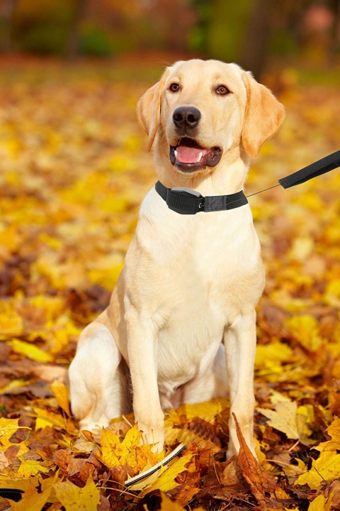 Lucky Pet Cat Controller Custom Short Sex Collar Harness