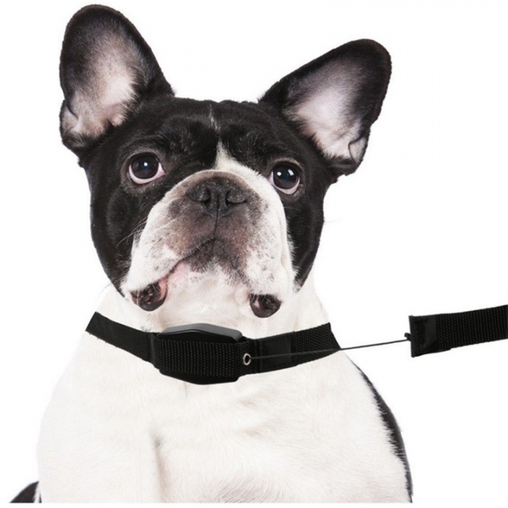 Lucky Pet Cat Controller Custom Short Sex Collar Harness