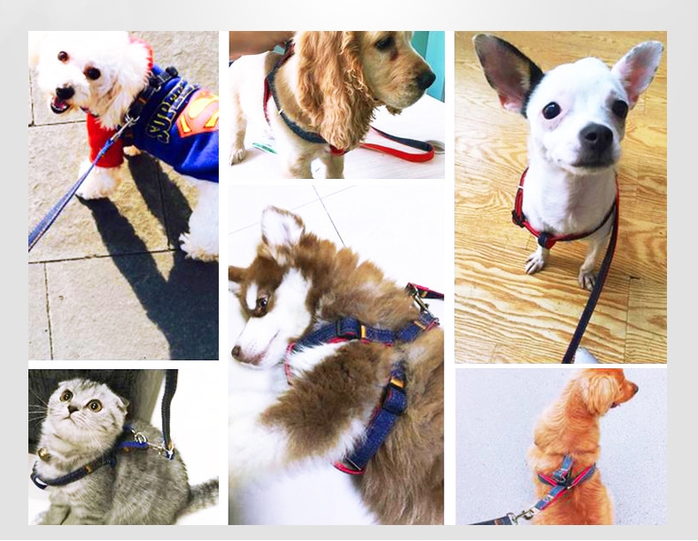 2021 New  Pet Dog Collar Safety Pet Collar ForDog Collar Jewelry  Buckles Dogs ats Pets Pet Supplie