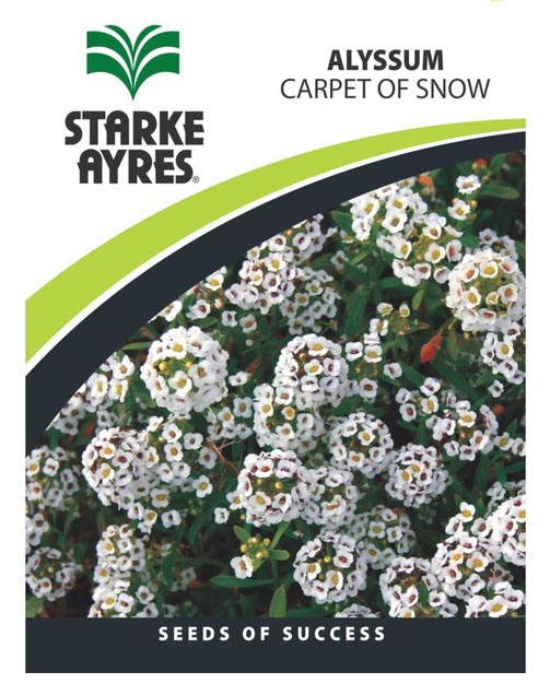Flower Alyssum Carpet Of Snow Seeds Starke Ayres