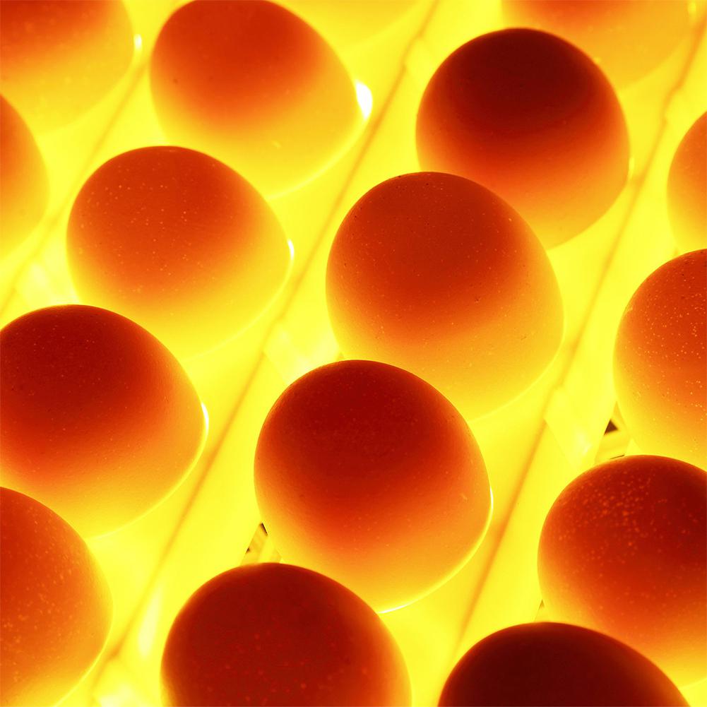 Mini 32 Egg Hatchers Automatic Incubator for Home Birds Quail Brooder