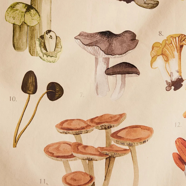 Quotes Mushroom Tapestry Wall Decor Mycology Mushroom Champignon Identification Chart Diagram  Home Decor