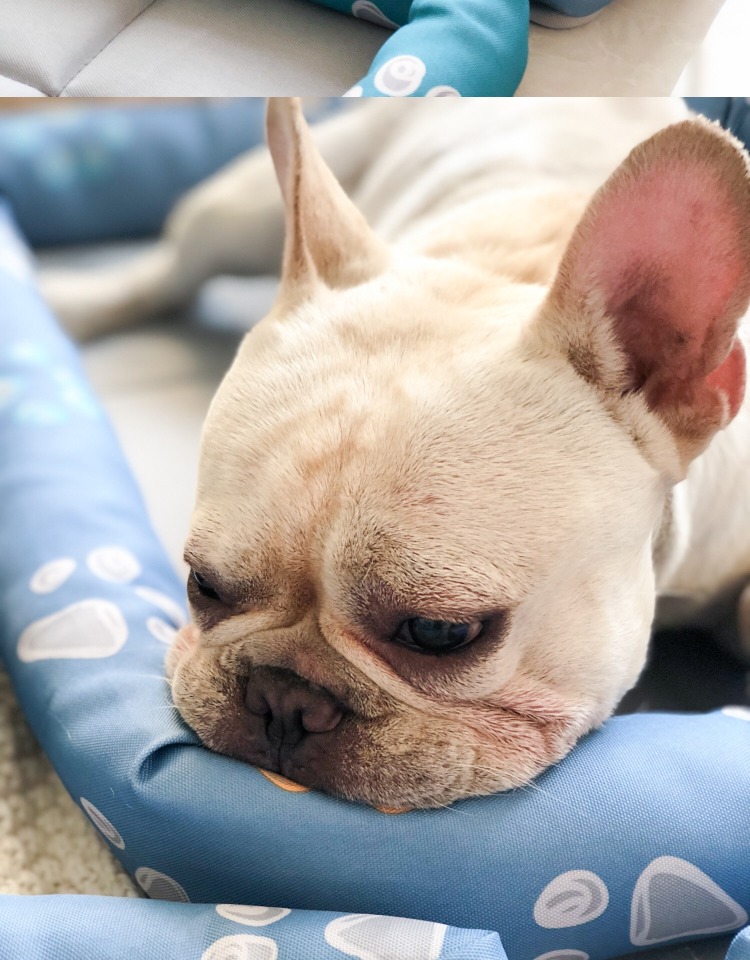 Universal Cat and Dog Mats Cool Down in Summer Sleeping Oxford Cloth Mats Four Seasons Pets.