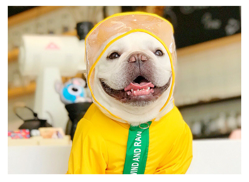 New Explosive Dog Raincoat Pet Clothes Rain Coat Cute Dinosaur.