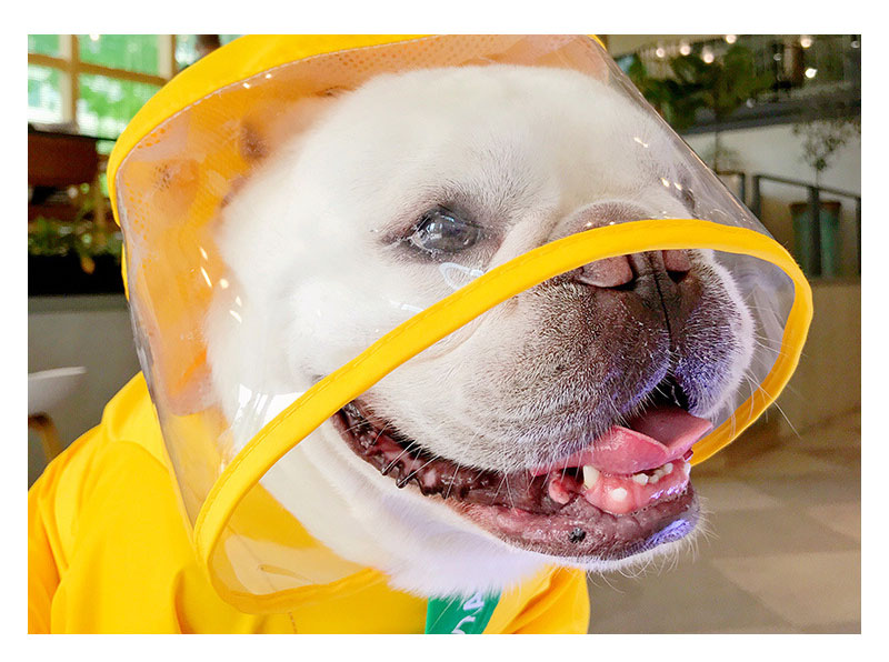 New Explosive Dog Raincoat Pet Clothes Rain Coat Cute Dinosaur.