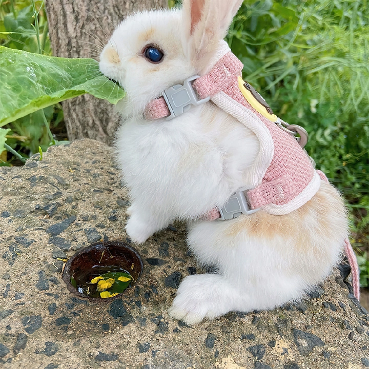Dog harness Cat harness Dog leather strap Training Soft mesh chest strap Supplies Pet rabbit small pet leash Dog cat small dog clothing chest strap Waistcoat cartoon bear leash