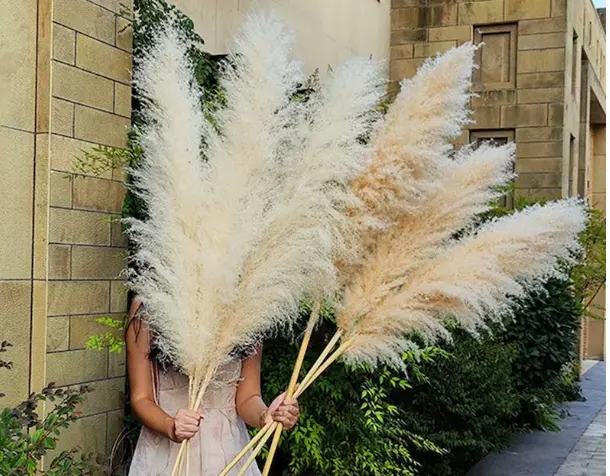 3PCS EXTRA LARGE PAMPAS GRASS HOME DECOR/ EXTRA LARGE FLUFFY PAMPAS GRASS/ HOME DECOR EXTRA FLUFFY PAMPAS GRASS/FLUFFY HOME DECOR EXTRA LARGE PAMPAS GRASS /EXTRA LARGE FLUFFY PAMPAS GRASS/HOME DE